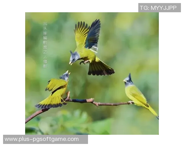 麻将胡了hd雀-麻将胡了，雀舞风云—探寻麻将与雀的文化魅力-麻将胡了hd雀